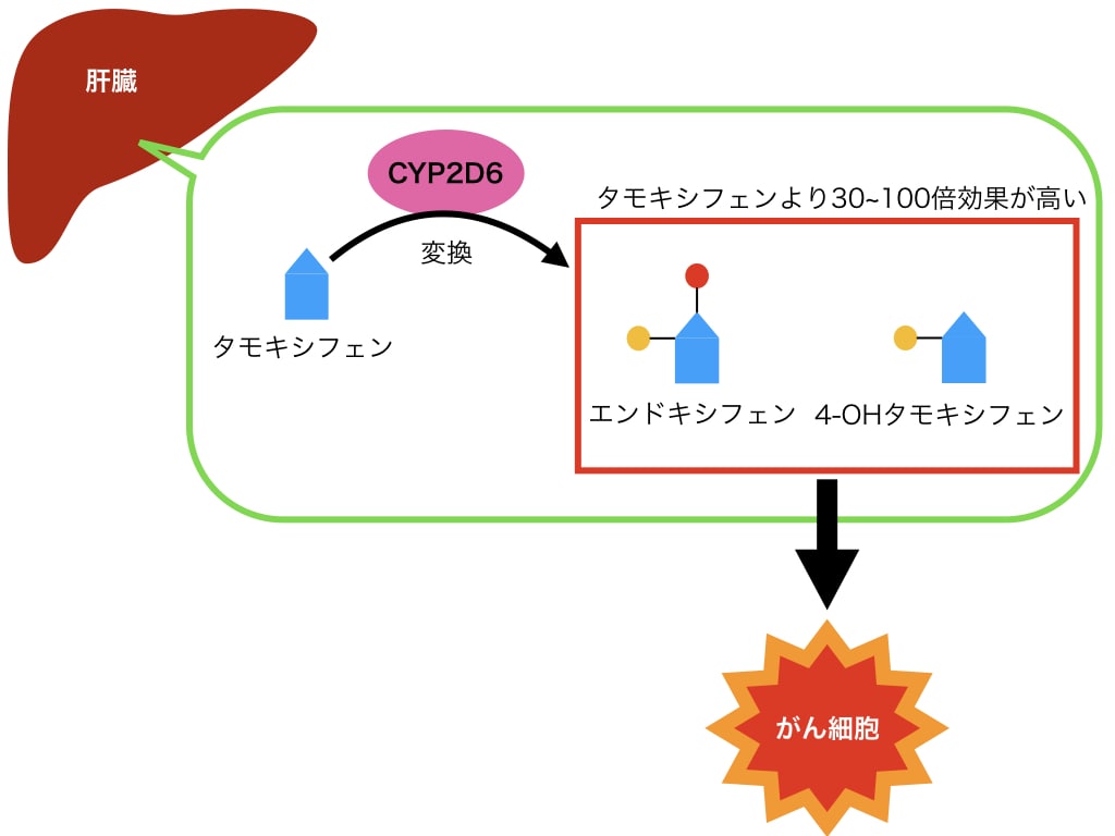 タモキシフェン 副作用 子宮 体 癌 に なっ ちゃっ た